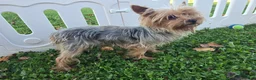 Yorkshire Terrier dogs for sale: Yorkshire Terrier 1 - Ad 6