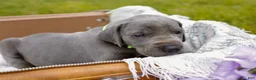 Great Dane dogs for sale: Willington - Ad 8