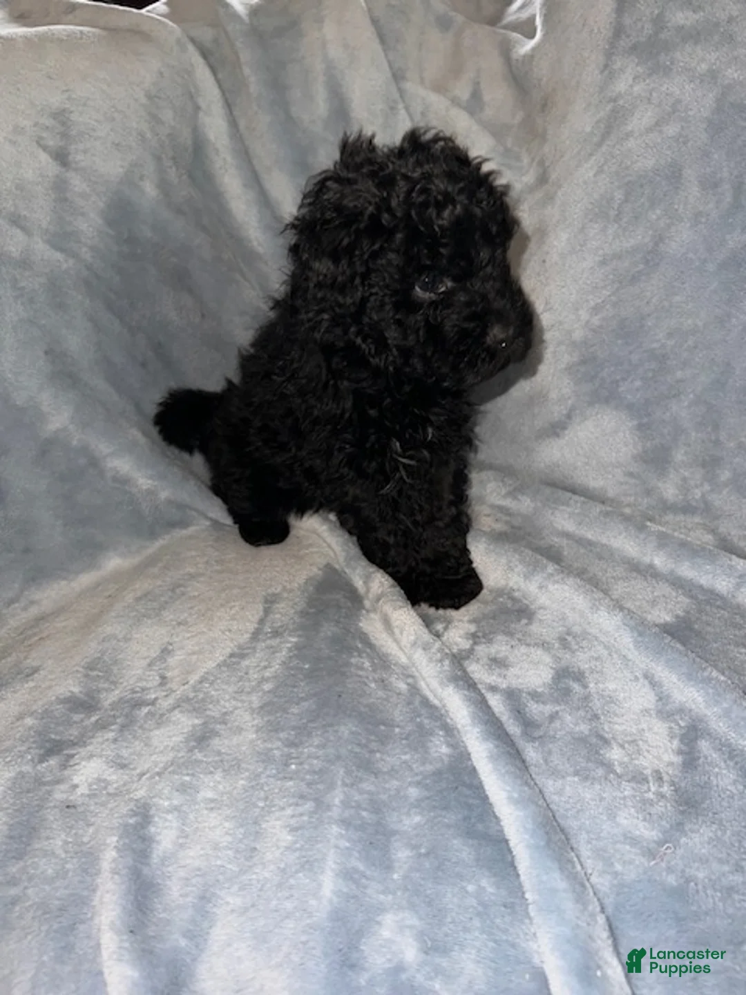 Hungarian Puli dogs for sale: Hungarian Puli Puppy Pink - Ad 1