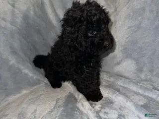 Hungarian Puli dogs Hungarian Puli Puppy Pink - Ad 4