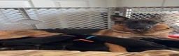 German Shepherd dogs for sale: Black Female - Ad 4