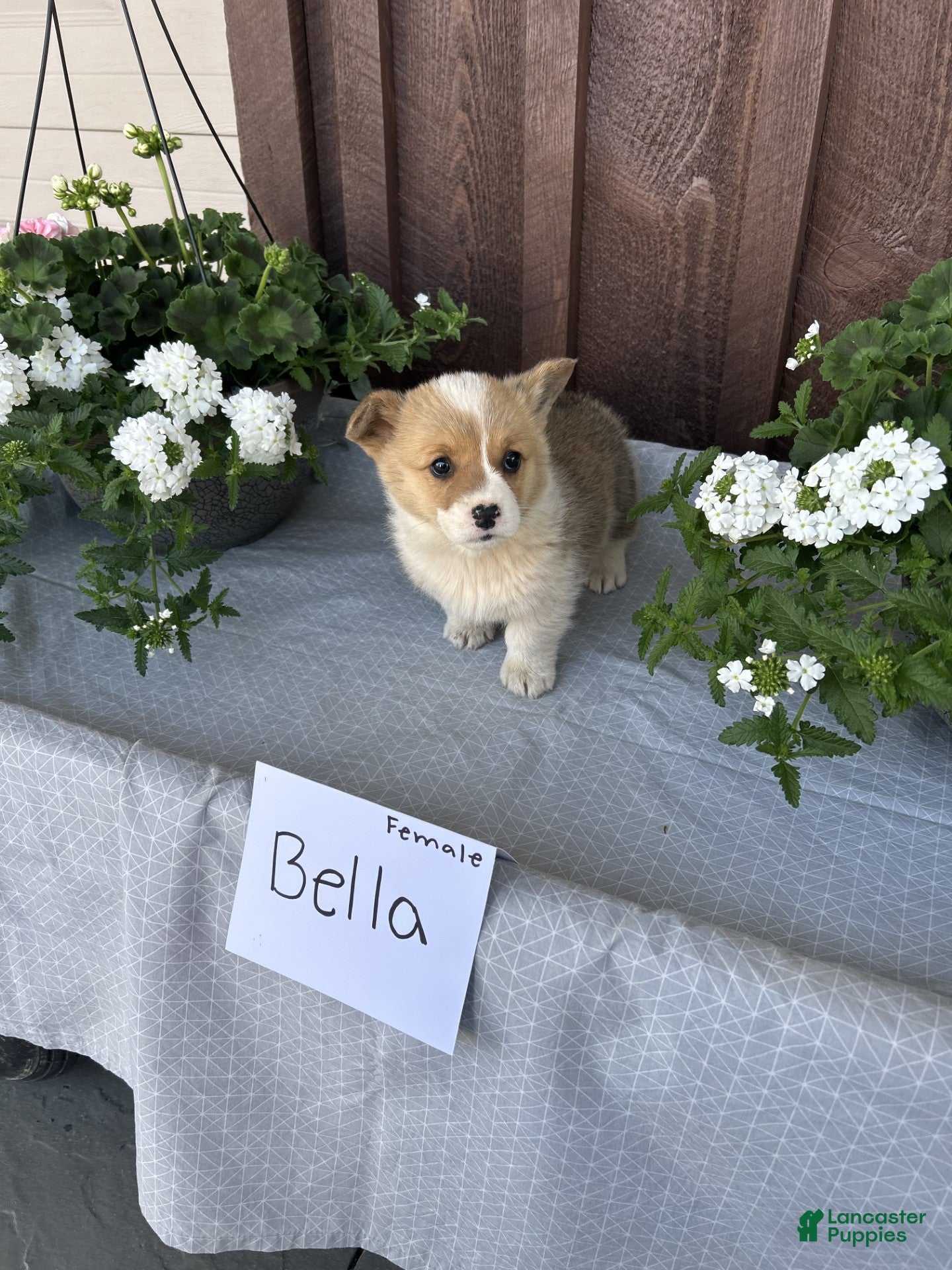 Welsh Corgi Pembroke dogs Welsh Corgi Pembroke Puppy 2 - Ad 40