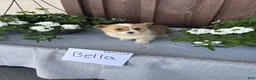 Welsh Corgi Pembroke dogs for sale: Welsh Corgi Pembroke Puppy 2 - Ad 1