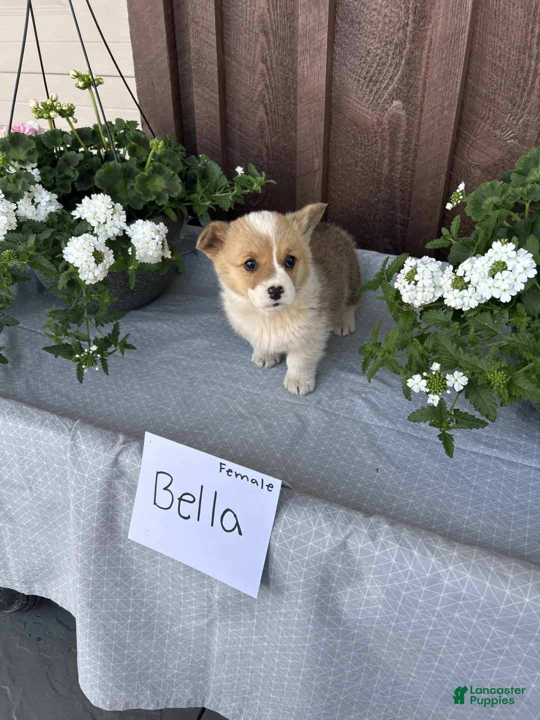 Welsh Corgi Pembroke dogs for sale: Welsh Corgi Pembroke Puppy 2 - Ad 1