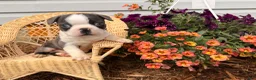 Boston Terrier dogs for sale: Bluey  - Ad 4