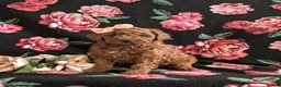 Mini Goldendoodle dogs for sale: Keira Hypoallergenic - Ad 2