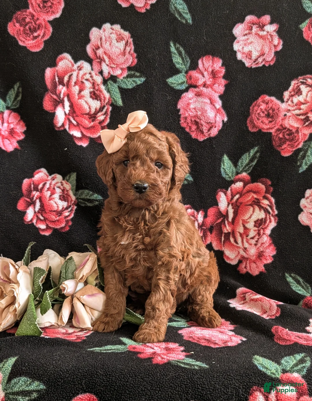 Mini Goldendoodle dogs for sale: Keira Hypoallergenic - Ad 2