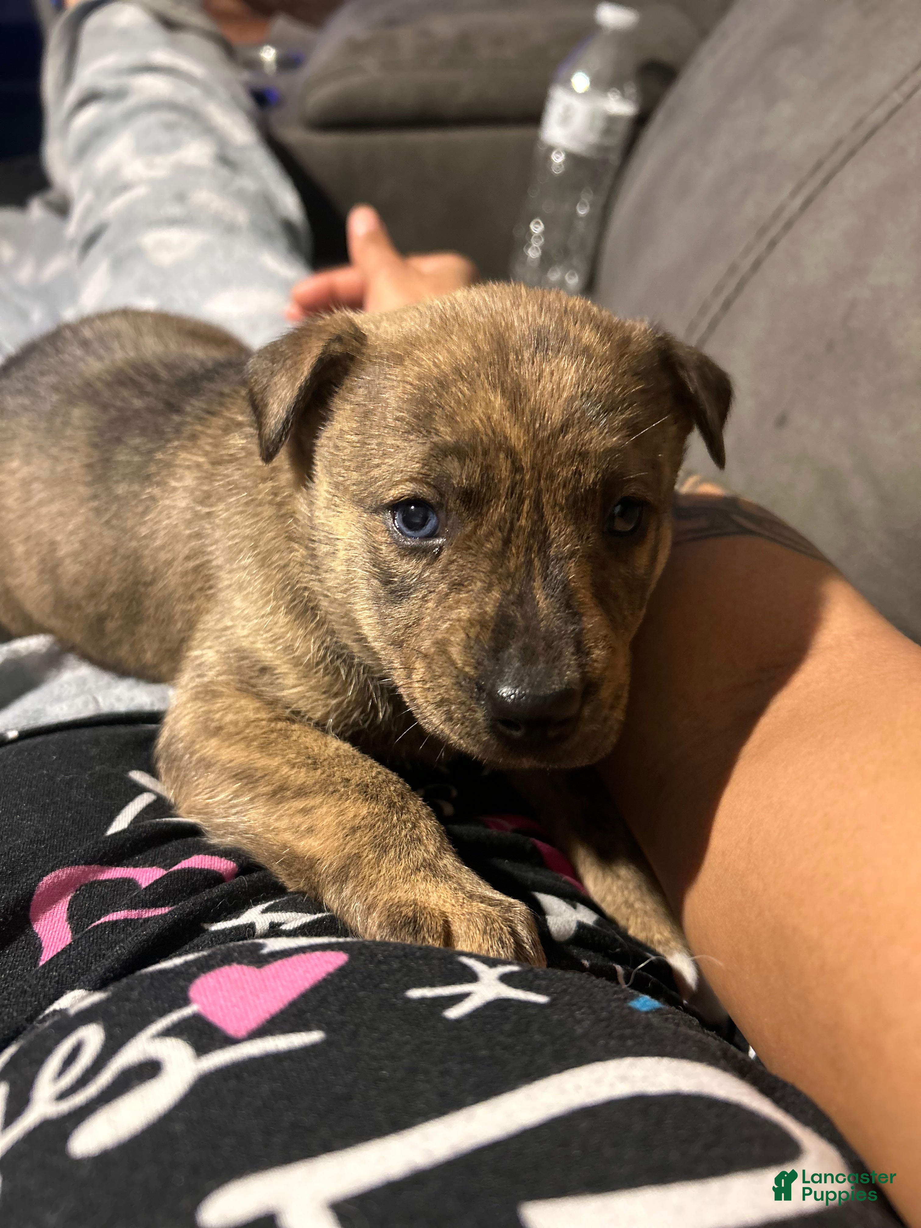 Mixed Breed dogs Mixed Breed Puppy 2 - Ad 11
