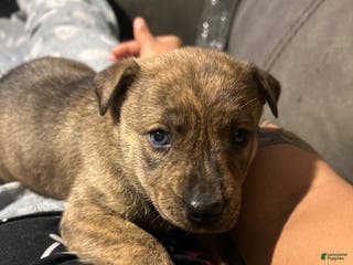 Mixed Breed dogs Mixed Breed Puppy 2 - Ad 11