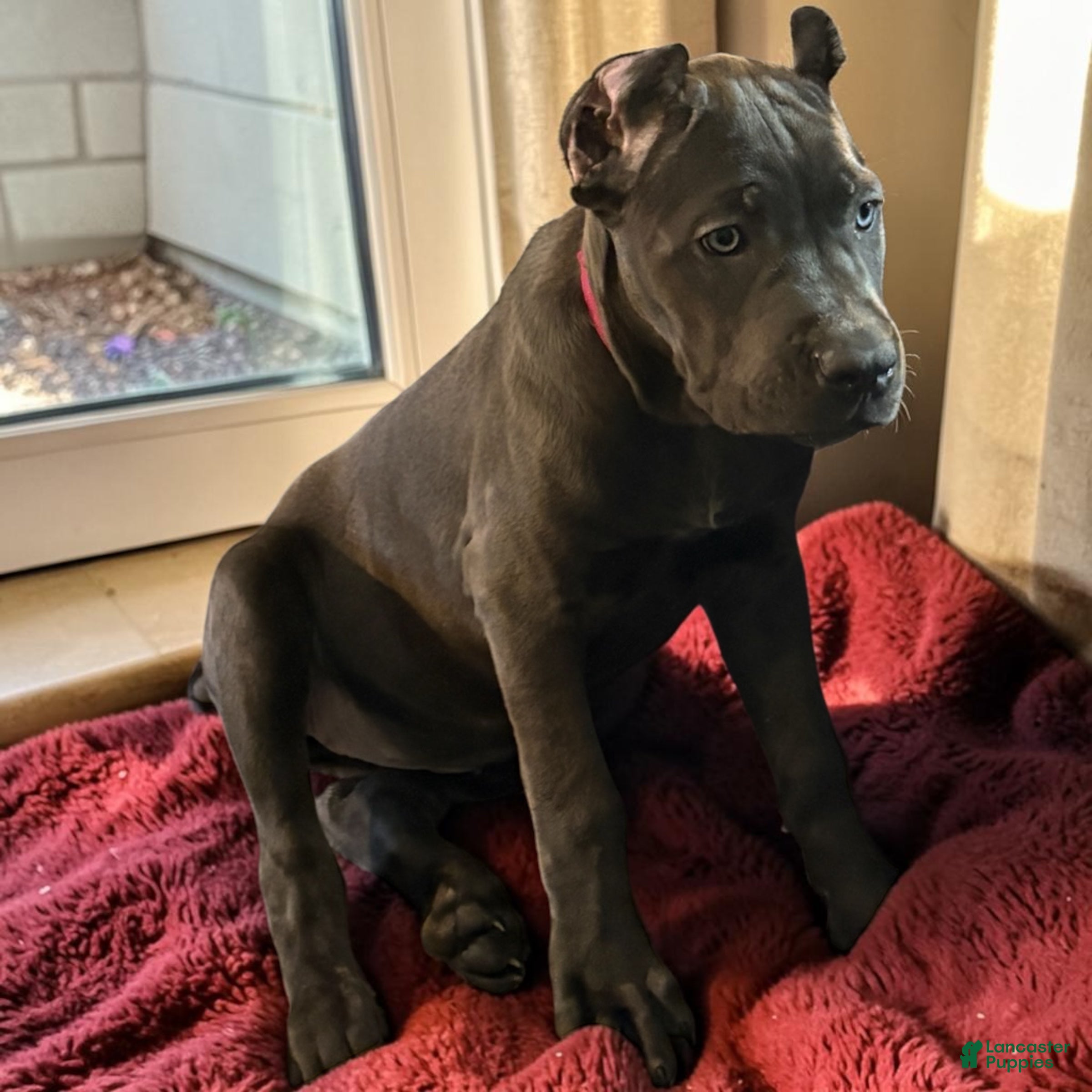 Cane Corso dogs Cane Corso Red  - Ad 27