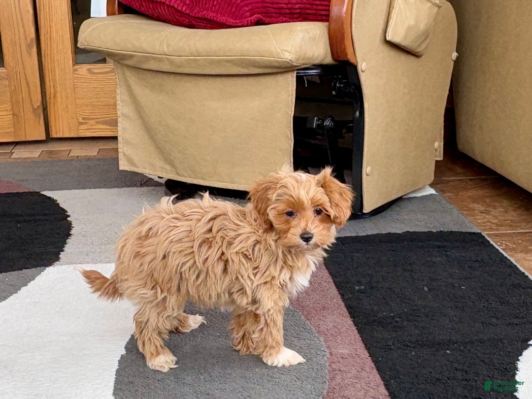 Maltipoo dogs for sale: Maltipoo Puppy 4 male  - Ad 2