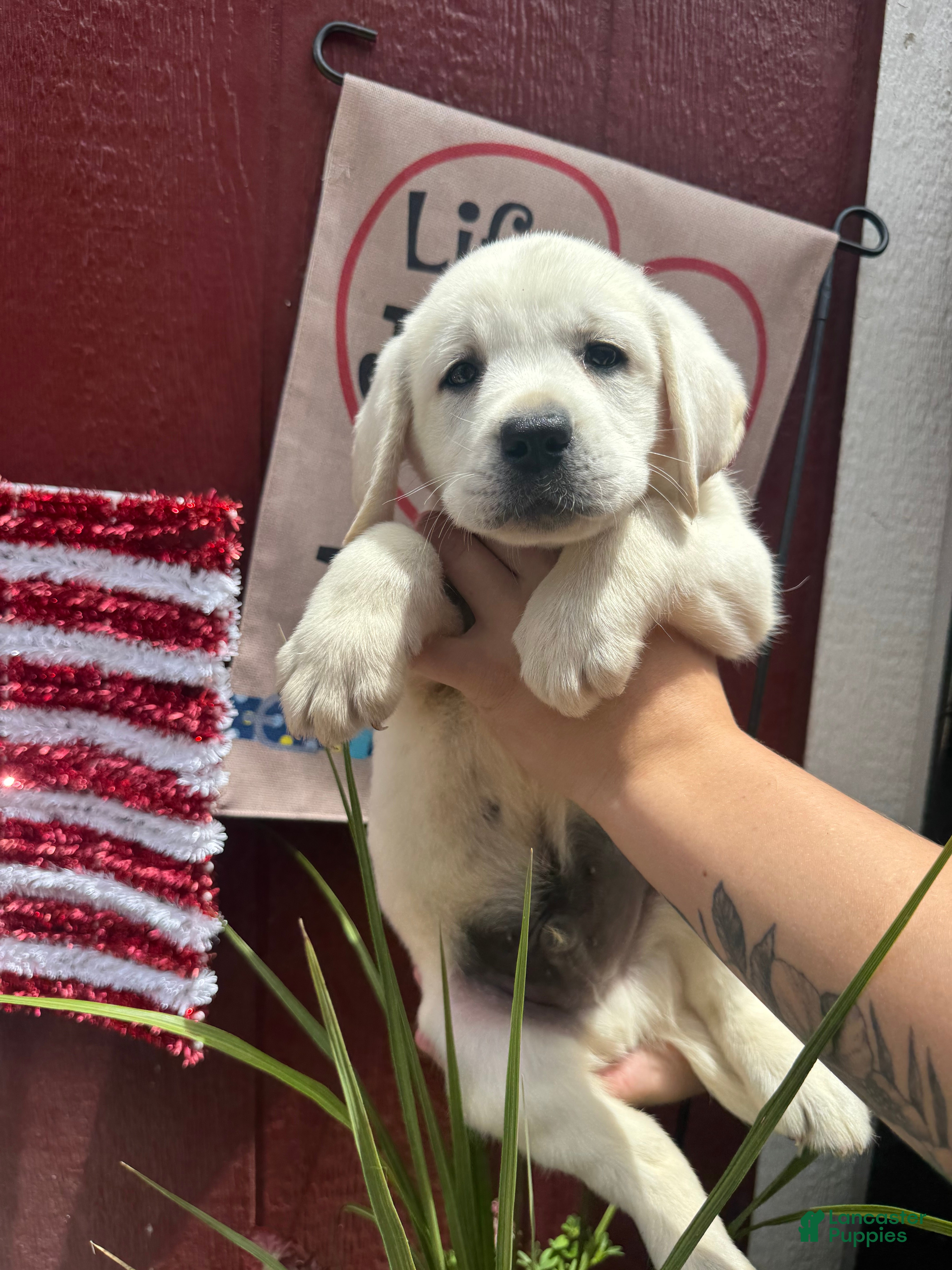 Labrador Retriever dogs Labrador Retriever Puppy 4 - Ad 1