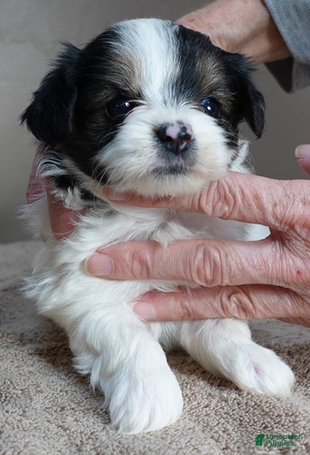 Yorkshire Terrier dogs Xena exotic parti - Ad 21