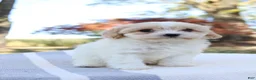 Cavapoo dogs for sale: Autuma  - Ad 5