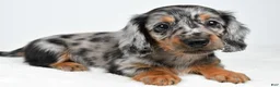 Miniature Dachshund dogs for sale: Lola - Ad 4