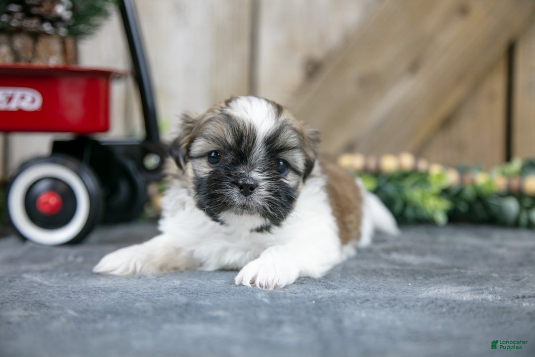 Shih Tzu dogs for sale: Olivia - Ad 2