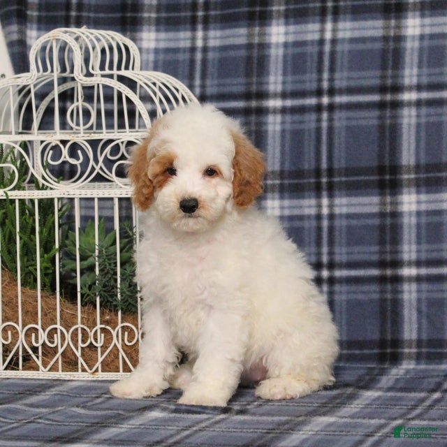 Miniature Poodle dogs CW Xadie - Ad 2