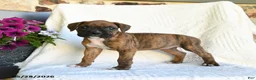 Boxer dogs for sale: Rain - Ad 3