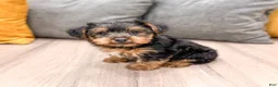 Yorkshire Terrier dogs for sale: Isaac - Ad 4
