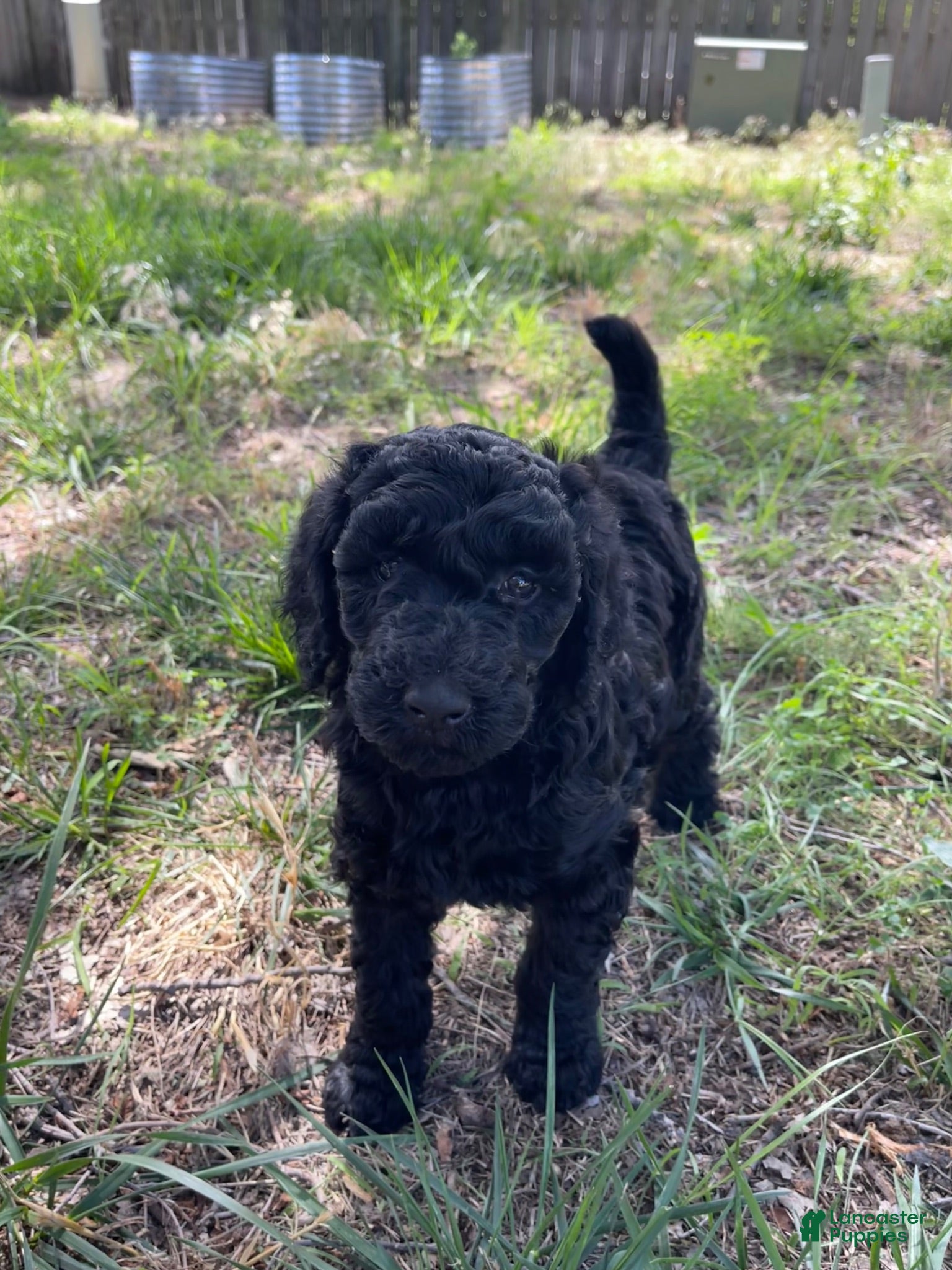 Standard Poodle dogs Standard Poodle 2 - Ad 26