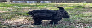 Standard Poodle 2