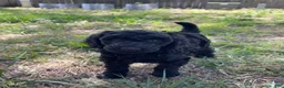 Standard Poodle dogs for sale: Standard Poodle 2 - Ad 1