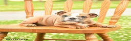 English Bulldog dogs for sale: Luna  - Ad 4