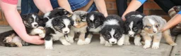 Australian Shepherd dogs for sale: Australian Shepherd Puppy 6 Tri-color puppies. - Ad 3