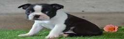 Boston Terrier dogs for sale: Bentley - Ad 7