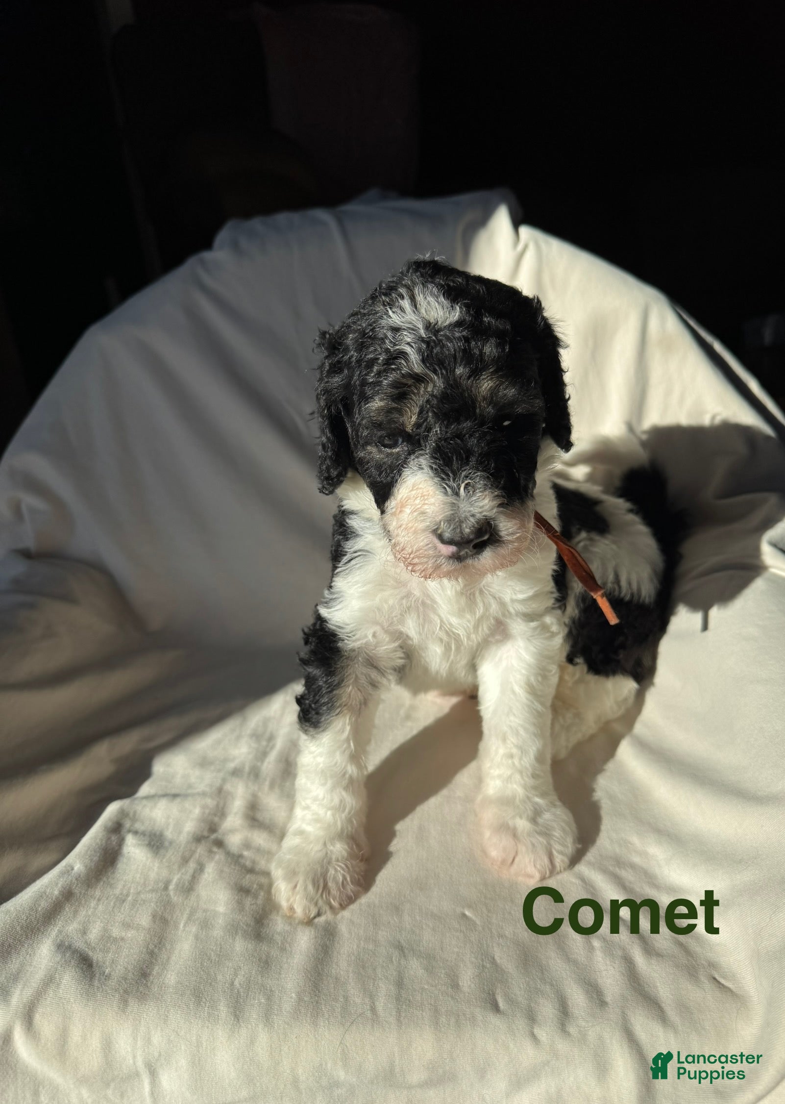 Bernedoodle dogs Bernedoodle Puppy 5 - Ad 16