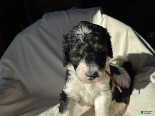 Bernedoodle dogs Bernedoodle Puppy 5 - Ad 35