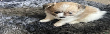 Pomeranian 3