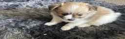 Pomeranian dogs for sale: Pomeranian 3 - Ad 1