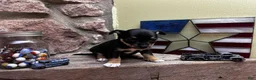 Chihuahua dogs for sale: 🐾Maggie~Black/tan Chihuahua - Ad 3