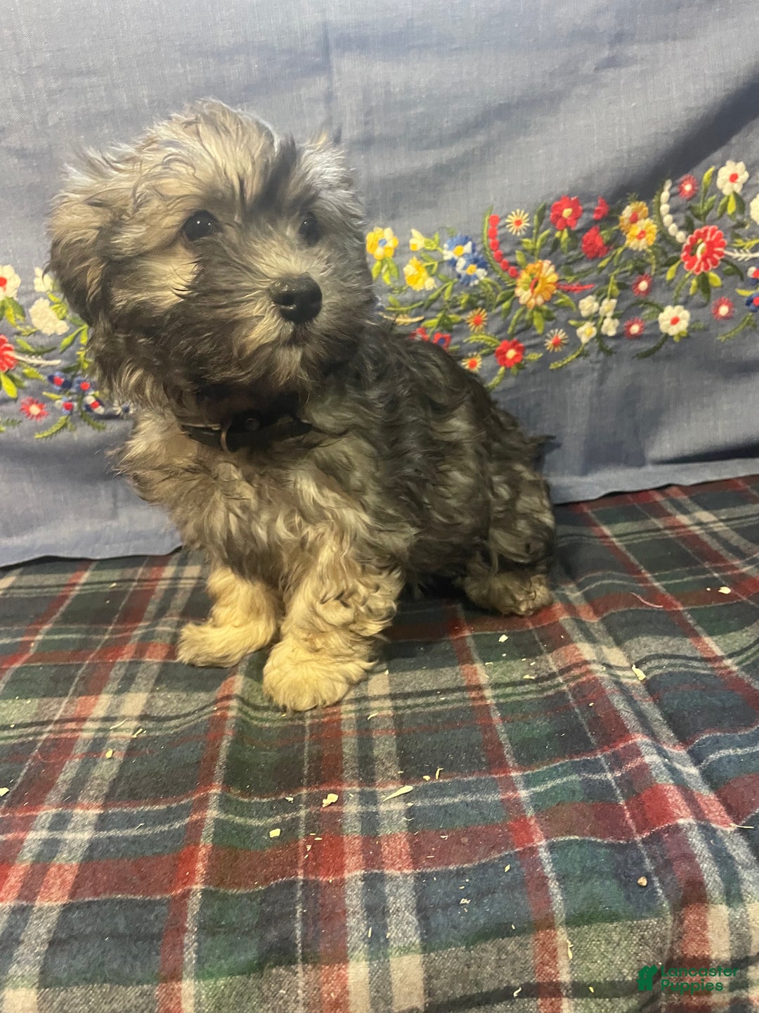 Havanese dogs for sale: Hayden - Ad 4