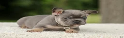 French Bulldog dogs for sale: Dallas - Ad 10