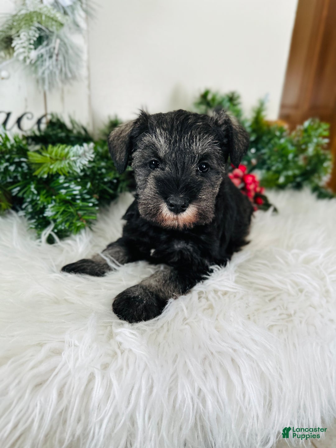 Miniature Schnauzer dogs for sale: Izzy - Ad 10