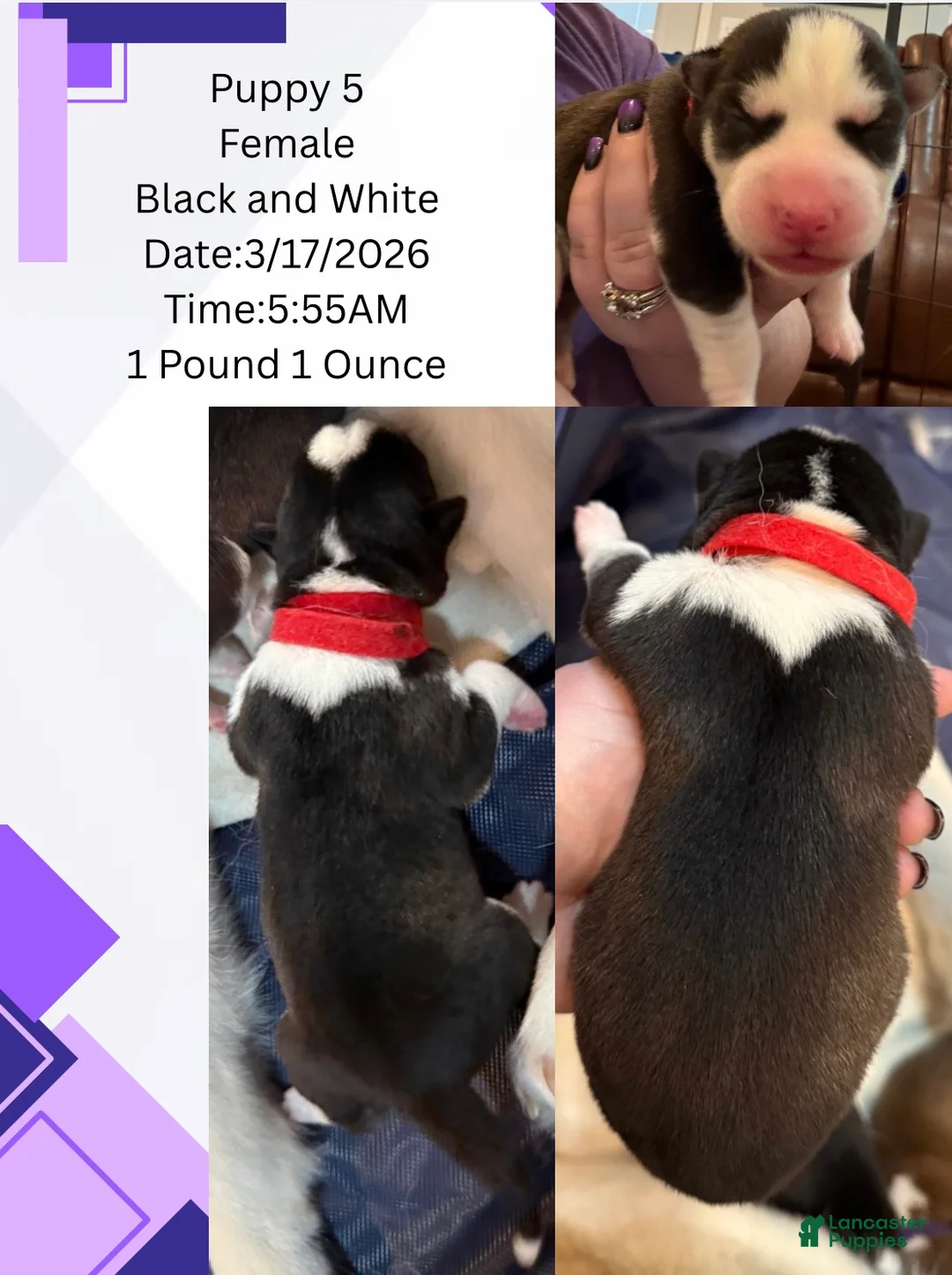 Siberian Husky dogs for sale: Princess Nyla - Ad 2