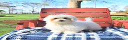 Maltese dogs for sale: Romeo EXTRA SMALL - Ad 2