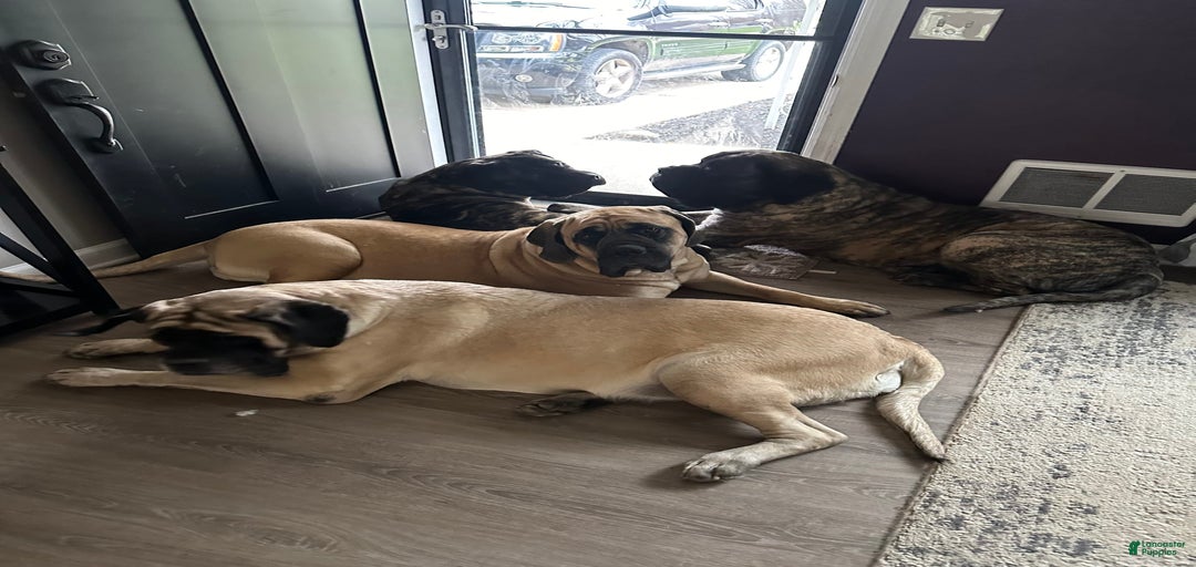 Gallery Image {{count}}