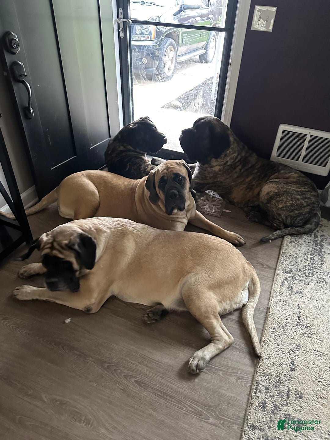 Gallery Image {{count}}