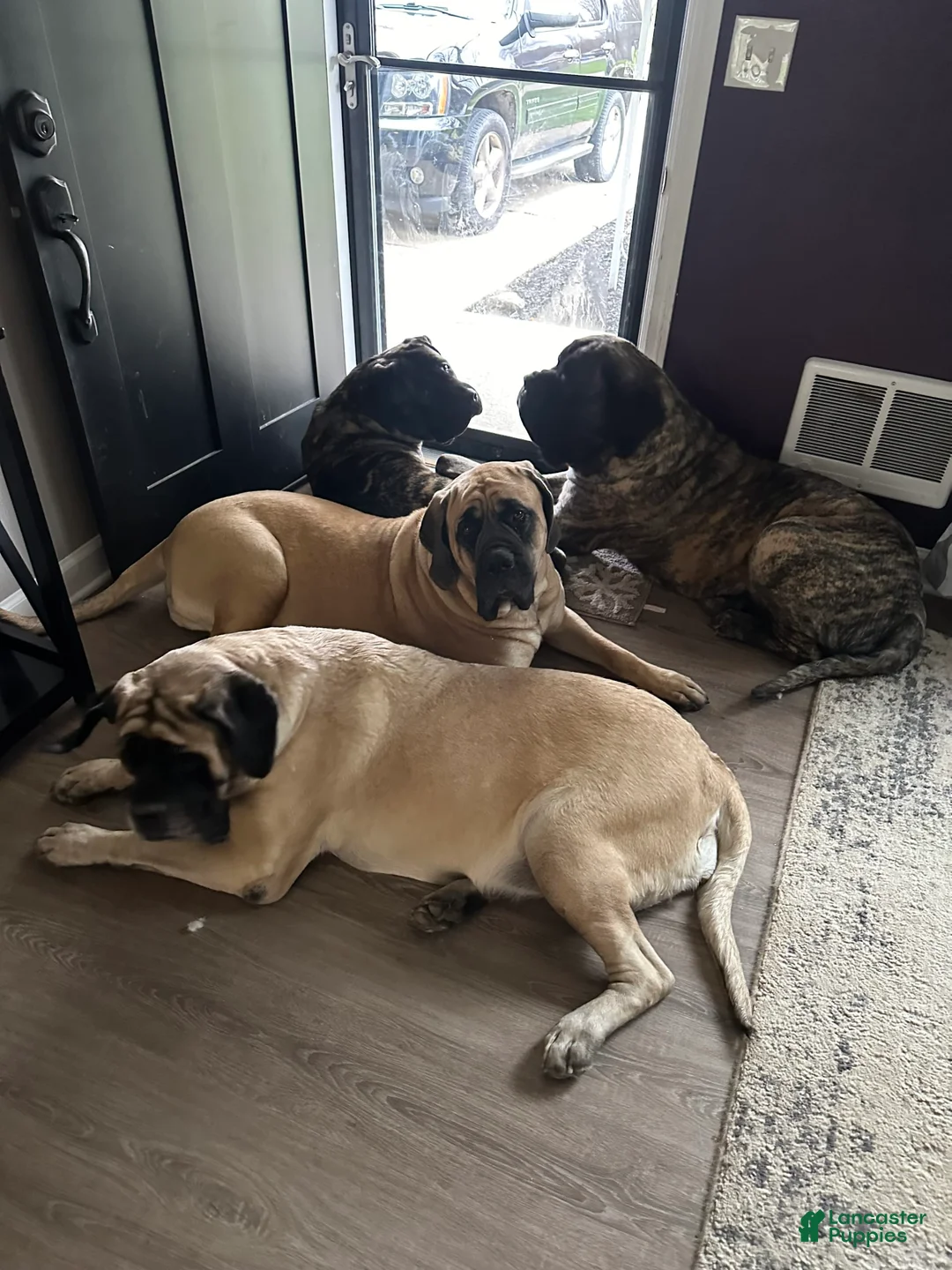 Gallery Image {{count}}