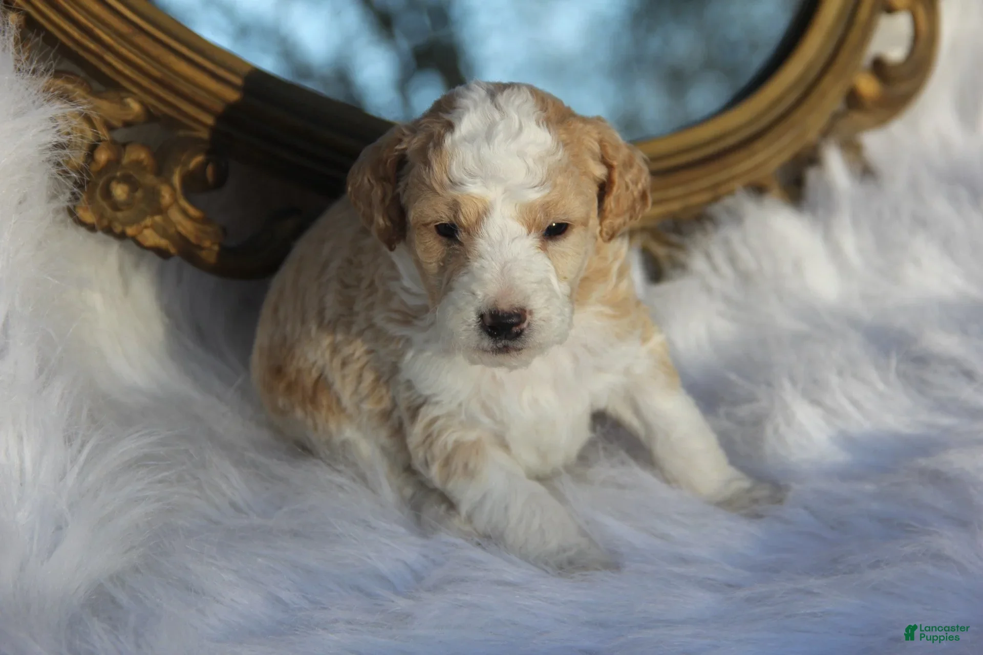 Mini Bernedoodle dogs Maximus - Ad 1