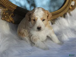 Mini Bernedoodle dogs for sale: Maximus - Ad 1
