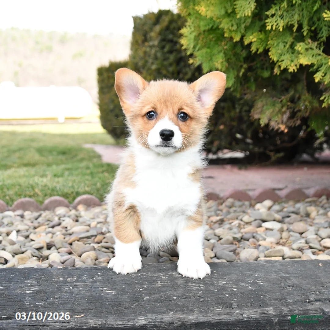 Welsh Corgi Pembroke dogs for sale: Lacey - Ad 2