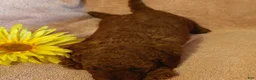 Mini Goldendoodle dogs for sale: Sunshine - Ad 5