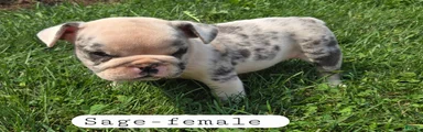 Olde English Bulldogge 4