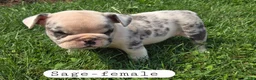Olde English Bulldogge dogs for sale: Olde English Bulldogge 4 - Ad 1