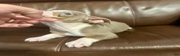 Olde English Bulldogge dogs for sale: Tri Lilac  - Ad 6