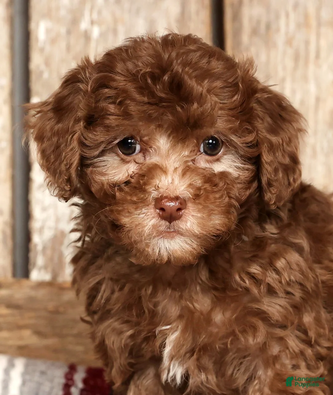 Havapoo dogs for sale: Stella - Ad 9